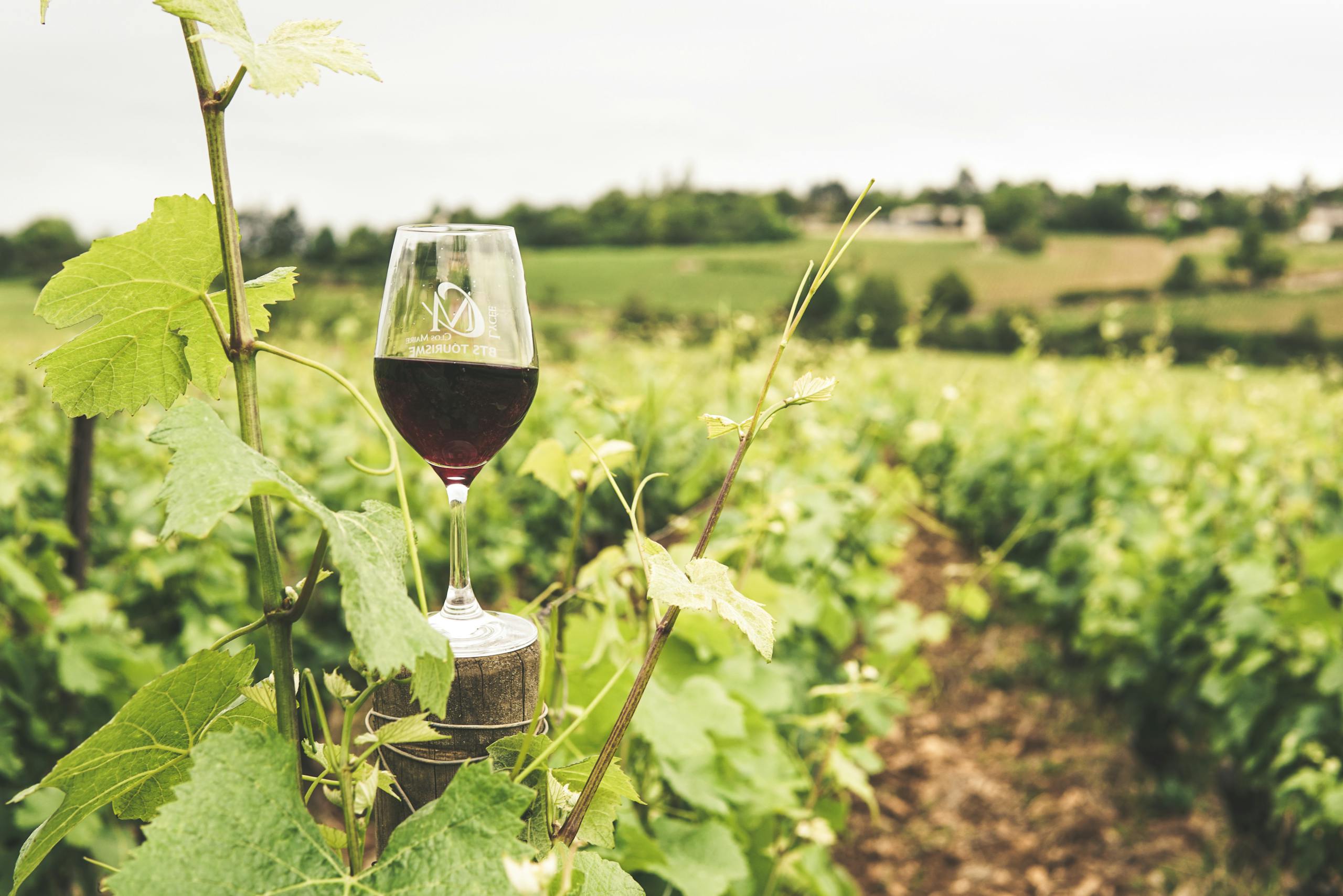 A glass of red wine in a lush Bourgogne vineyard during summer.