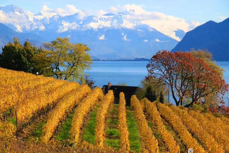 Traditional Swiss chocolate and cheese tasting paired with Lavaux wines – cultural highlight of Swiss golf trip