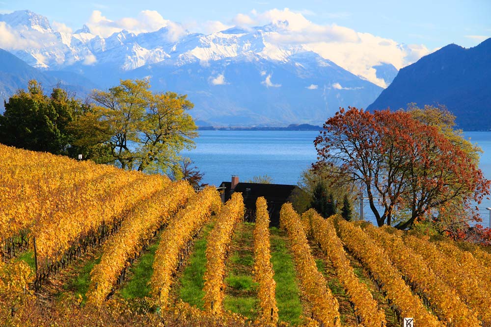 Traditional Swiss chocolate and cheese tasting paired with Lavaux wines – cultural highlight of Swiss golf trip