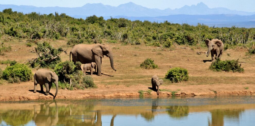 A herd of African elephants by a waterhole reflecting lush greenery and distant mountains.