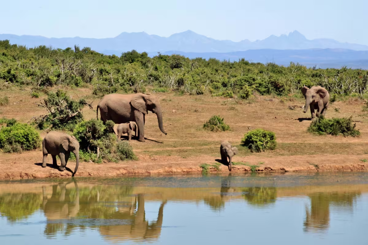 SOUTH AFRICA GOLFING SAFARI